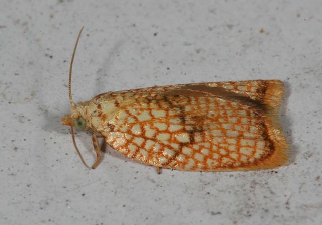 acleris_forskaleana_4611.jpg