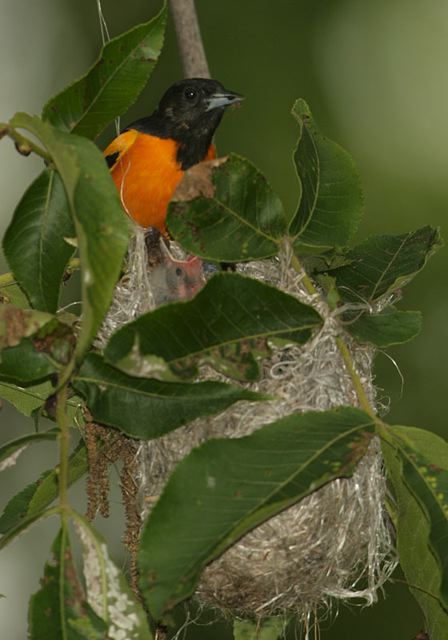 baltimore_oriole0724.jpg