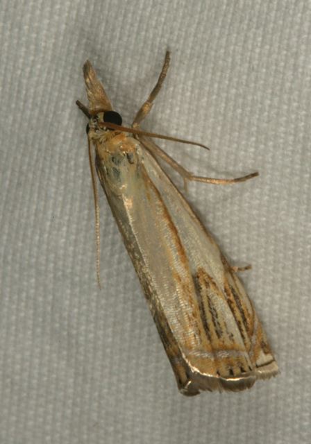 crambus_agitatellus0817.jpg