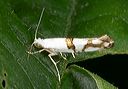 argyresthia_oreasella665