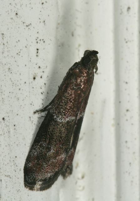 acrobasis_demotella0900.jpg