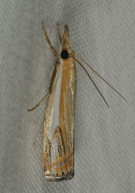 crambus_agitatellus0906.jpg