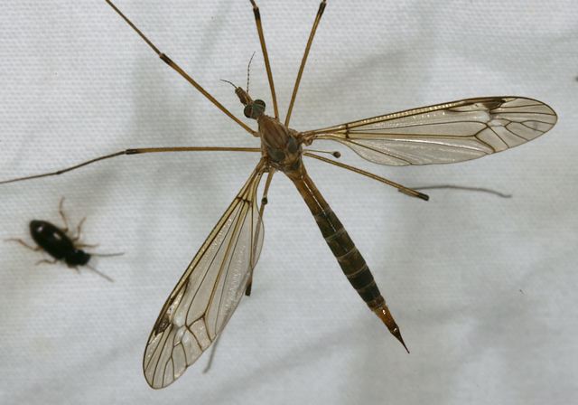 crane_fly1493.jpg