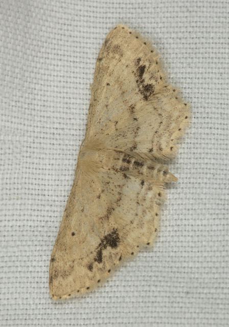 idaea_dimidiata1513.jpg