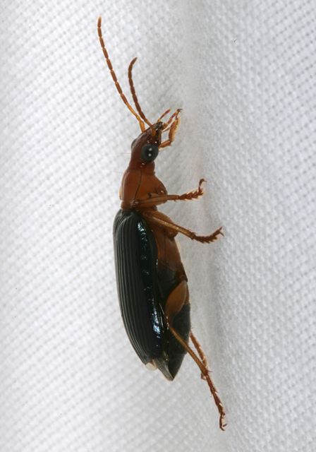 lebia1071.jpg