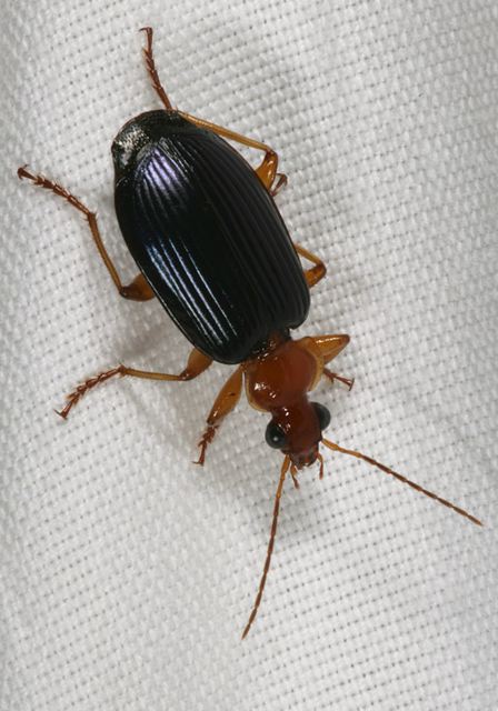 lebia1073.jpg