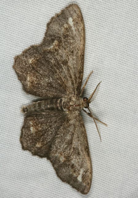 melanolophia_canadaria1096.jpg