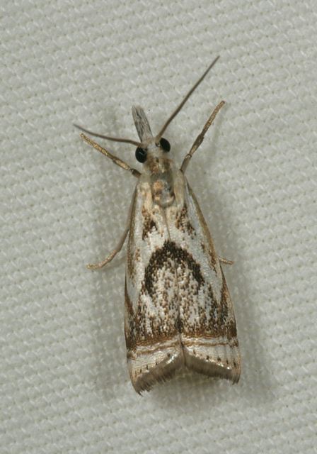 microcrambus_elegans0888.jpg