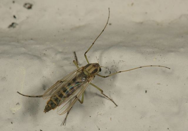 midge0981.jpg