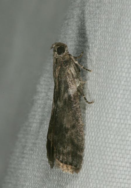 moth1120.jpg