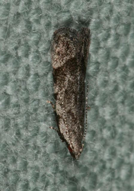 moth_mg_4766.jpg