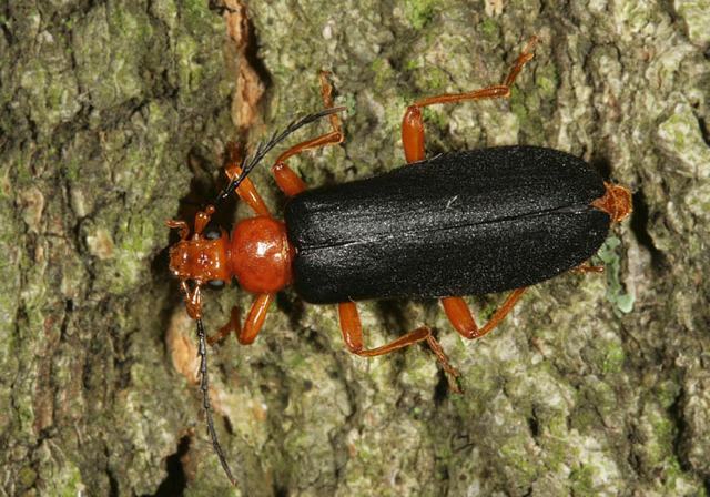 neopyrochroa_flabellata1596.jpg