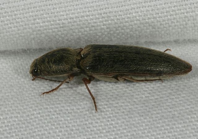 neotrichophorus1133.jpg