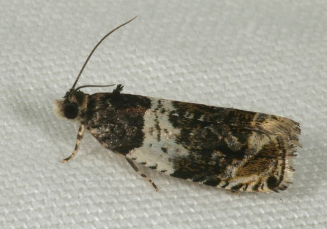 olethreutes_fasciatana1138.jpg