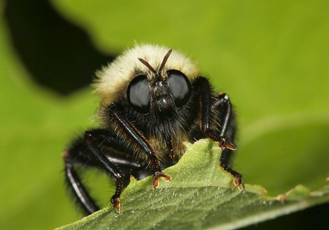 robber_fly1331.jpg