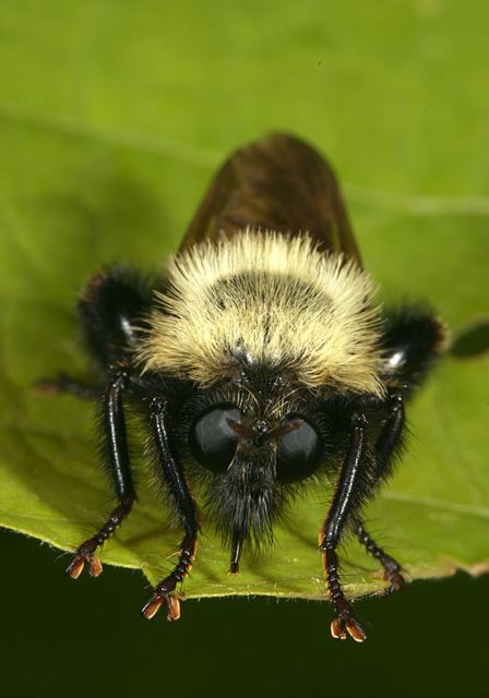 robber_fly1338.jpg