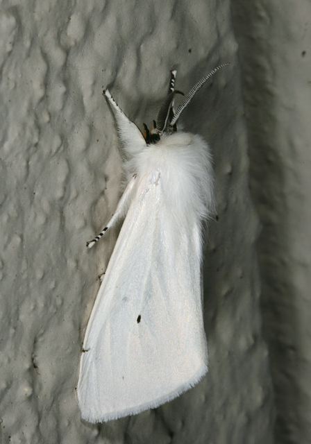 spilosoma_virginica1051.jpg