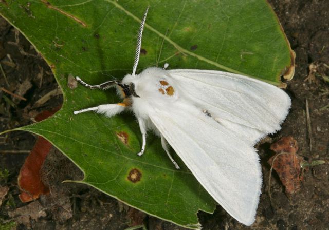 spilosoma_virginica1178.jpg