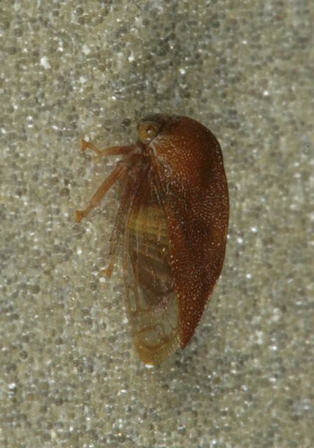 treehopper1162.jpg