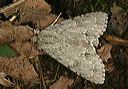 acronicta_americana1590