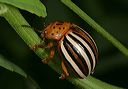 false_potato_beetle1278