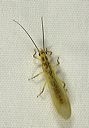 green-winged_stonefly1375