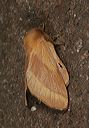 malacosoma_disstria1605