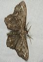 melanolophia_canadaria1096