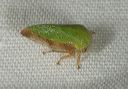 treehopper0894