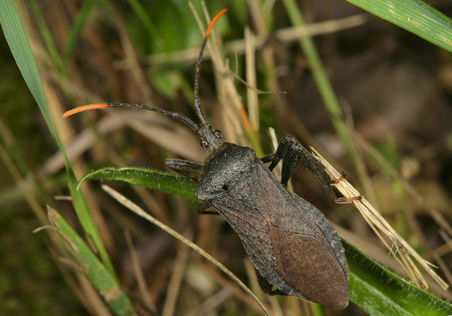 acanthocephala_termin_3536c.jpg