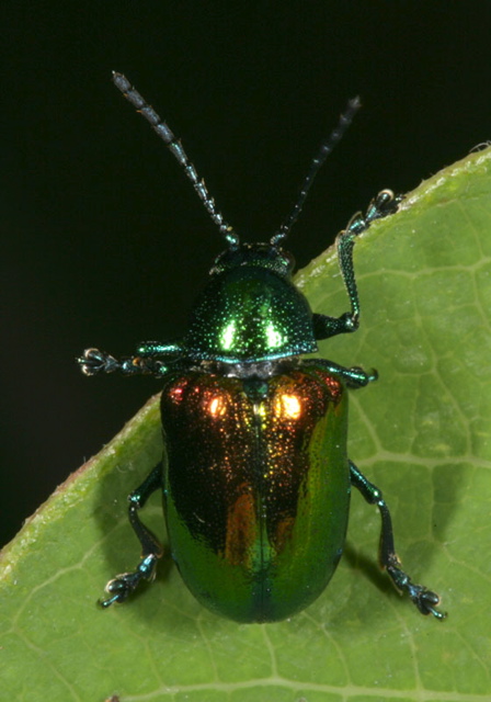 chrysochus_auratus1654.jpg