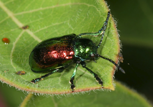 chrysochus_auratus1666.jpg