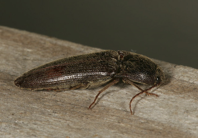 click_beetle1754.jpg