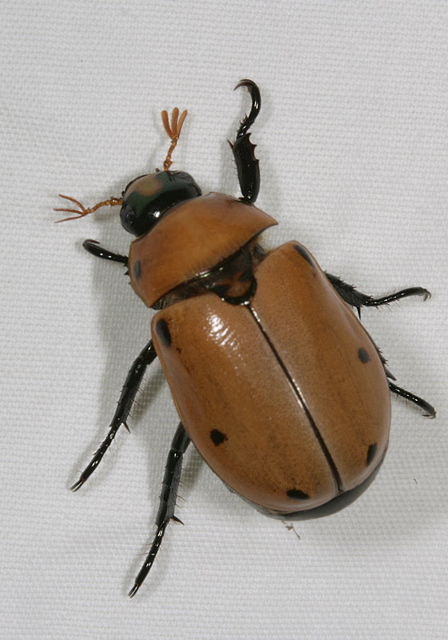 grapevine_beetle1751.jpg