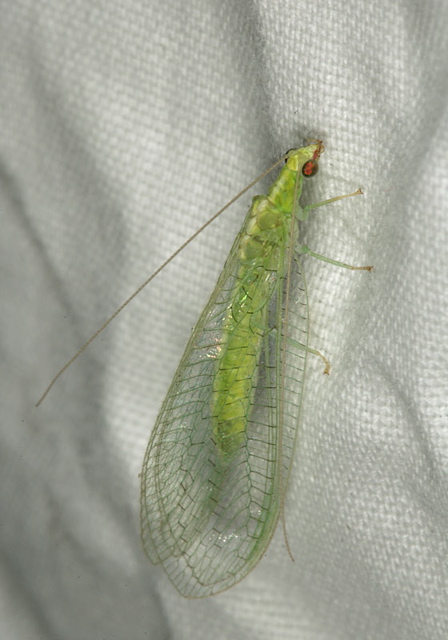 green_lacewing1758.jpg