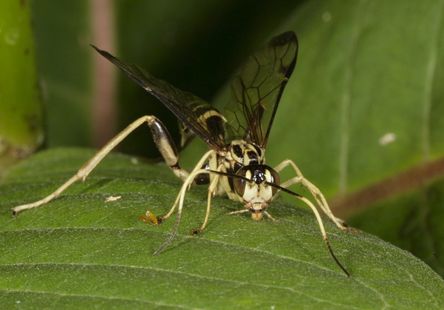 ichneumon_wasp1713.jpg