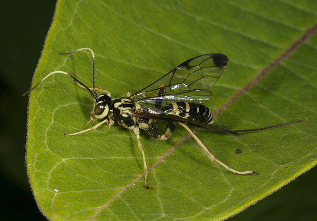 ichneumon_wasp1714.jpg