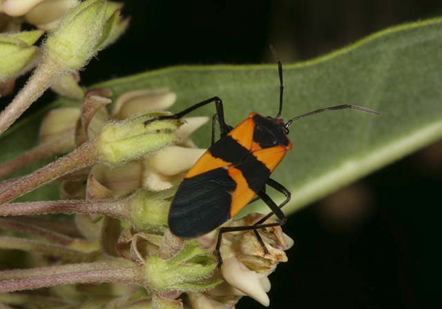 large_milkweed_bug1697.jpg