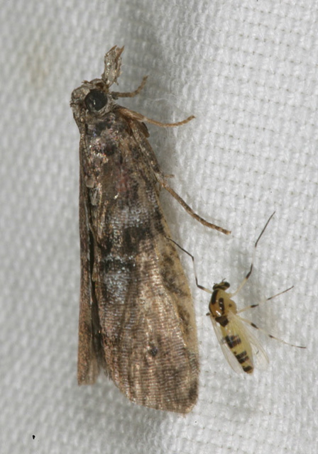 moth1813.jpg