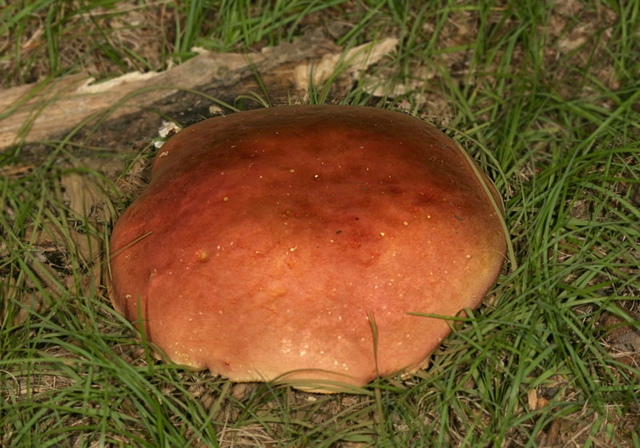 mushroom1886.jpg