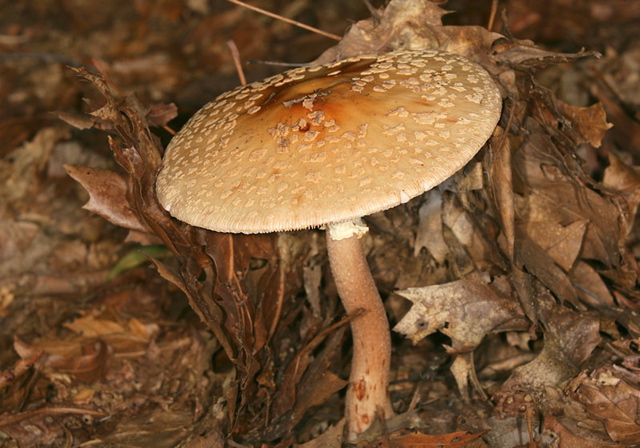 mushroom1887.jpg