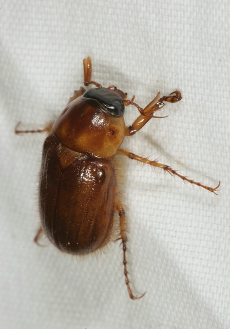 northern_masked_chafer1757.jpg