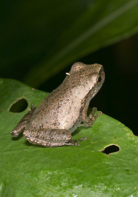 northern_spring_peeper1843.jpg