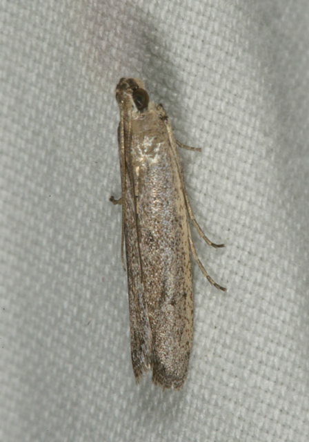 phycitodes_reliquellus1753.jpg