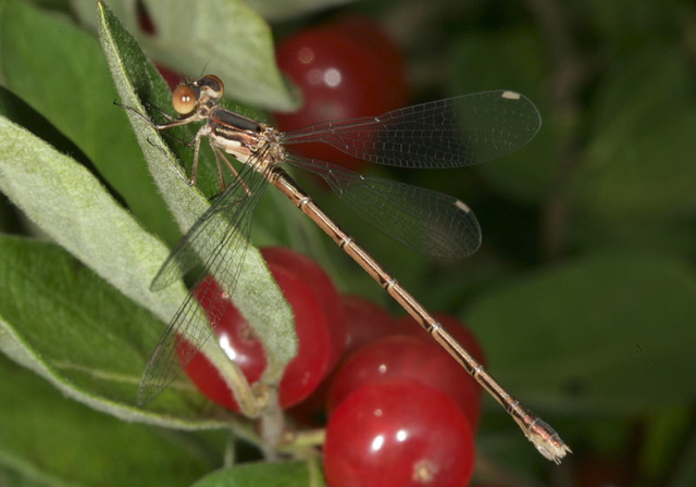 spotted_spreadwing1687.jpg