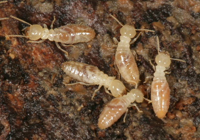 termites1900.jpg