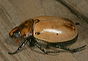 _grapevine_beetle1639