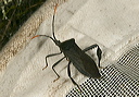 acanthocephala_termin_3536b