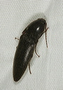 click_beetle1755