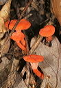 fungus1871